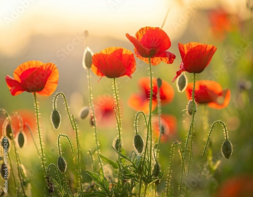 Red Poppies in a Field at Sunset