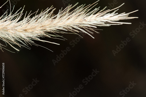 Front view, closeup of, a Fountain grass tip, with black background