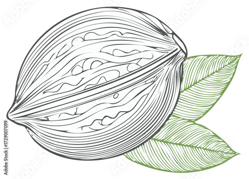 Line art illustration of a walnut nut with green leaves detailed texture and intricate lines