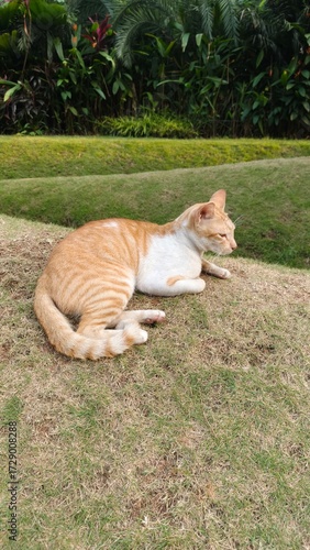 Ginger Cat Lounging on Lush Green Grass - A Peaceful Moment in Nature