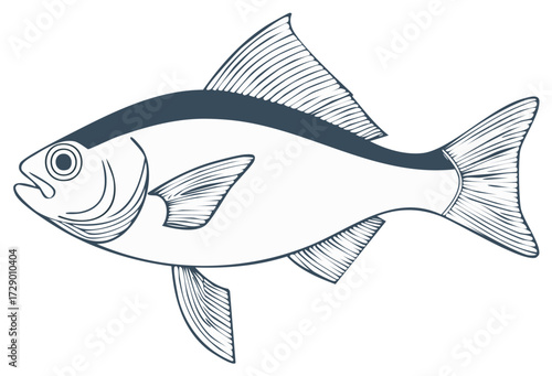 Simple marine fish outline drawing. Stylized vector illustration of aquatic animal with fins and tail.