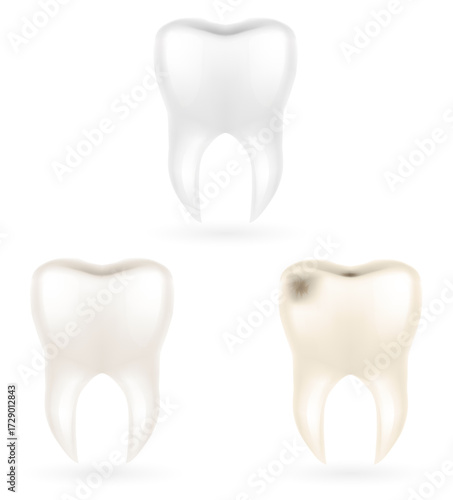 human root tooth model cartoon stock vector illustration isolated on white background