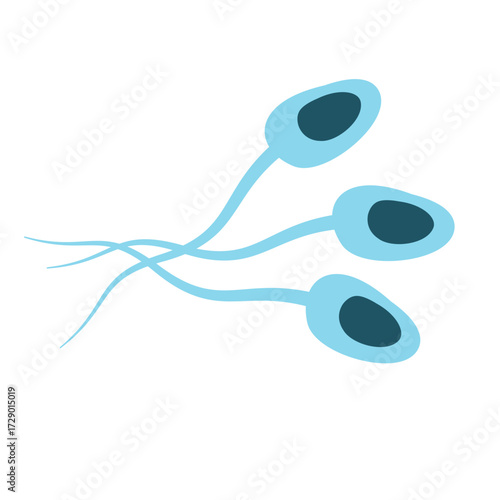Illustration of Sperm Cells