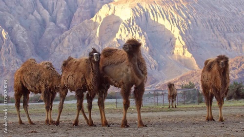 A group of camels adorned with colorful saddles rest on a sandy terrain with towering rocky mountains in the background. The image captures a tranquil desert moment, evoking themes of travel