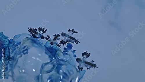animals, the blue sea dragon, also known by other names: azure dragon, blue dragon, sea swallow, or blue angel.the blue dragon is actually quite small,