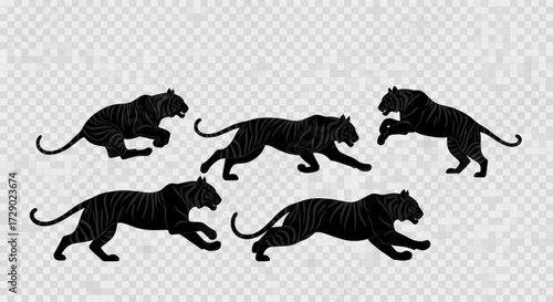 Five black tigers with stripes in various poses of running and sitting on a transparent background
