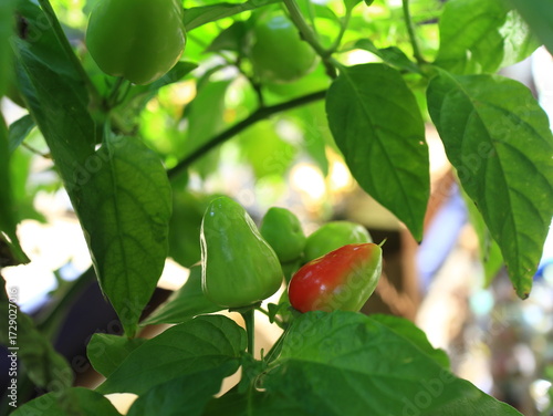 Green chili peppers growing on plant in garden with one turning red, showing the transition of growth and ripeness in natural light.