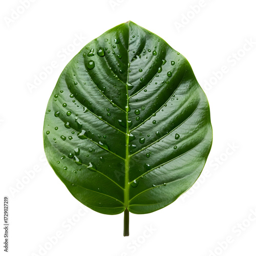 Amazon rainforest leaf isolated on white background