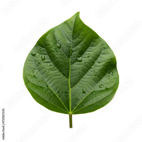 Amazon rainforest leaf isolated on white background