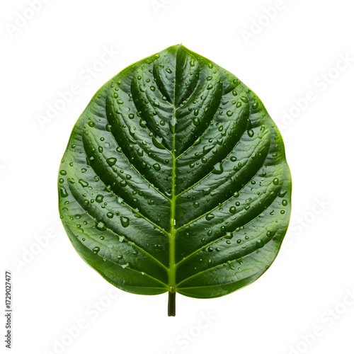 Amazon rainforest leaf isolated on white background