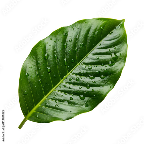 Amazon rainforest leaf isolated on white background