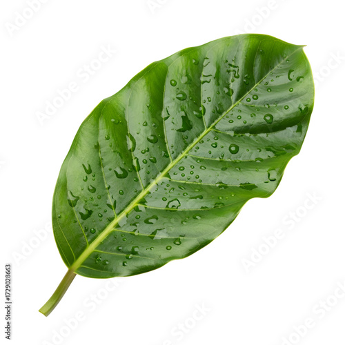 Amazon rainforest leaf isolated on white background