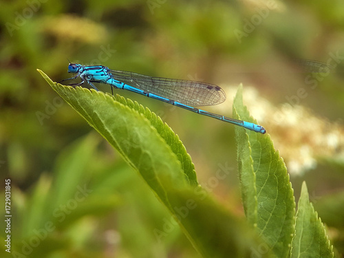 damselfly on leaf autumn garden
