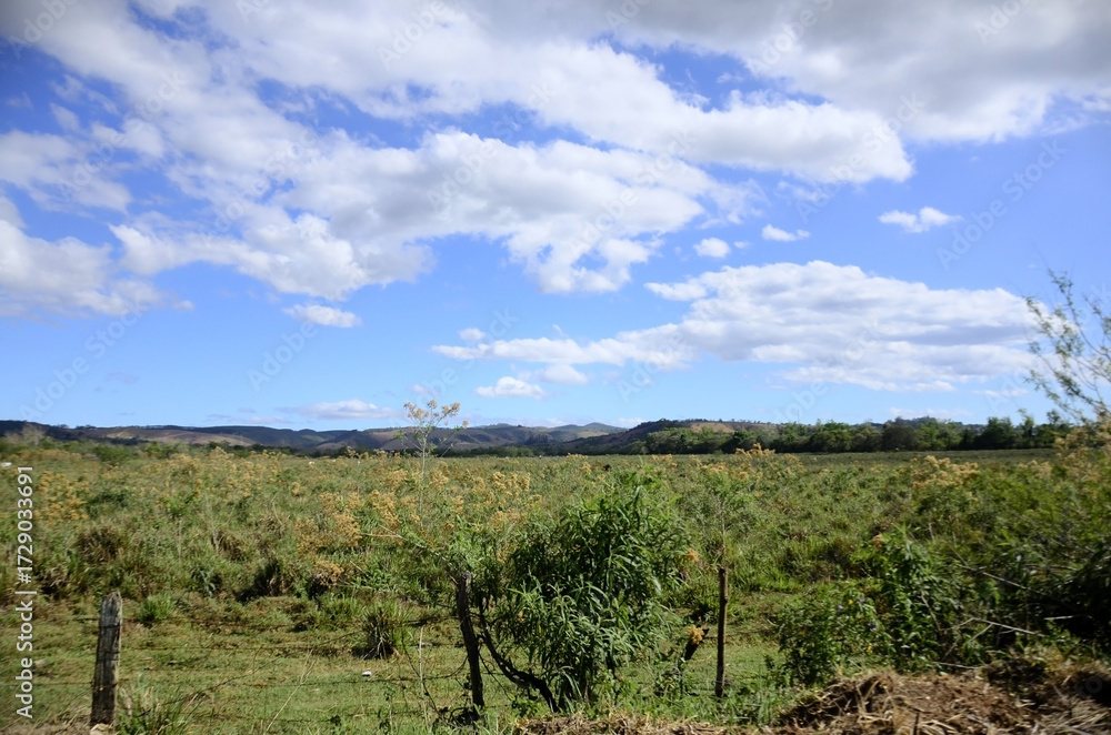 Naklejka premium Sunny afternoon in the countryside of the city of Taubaté, in the interior of São Paulo
