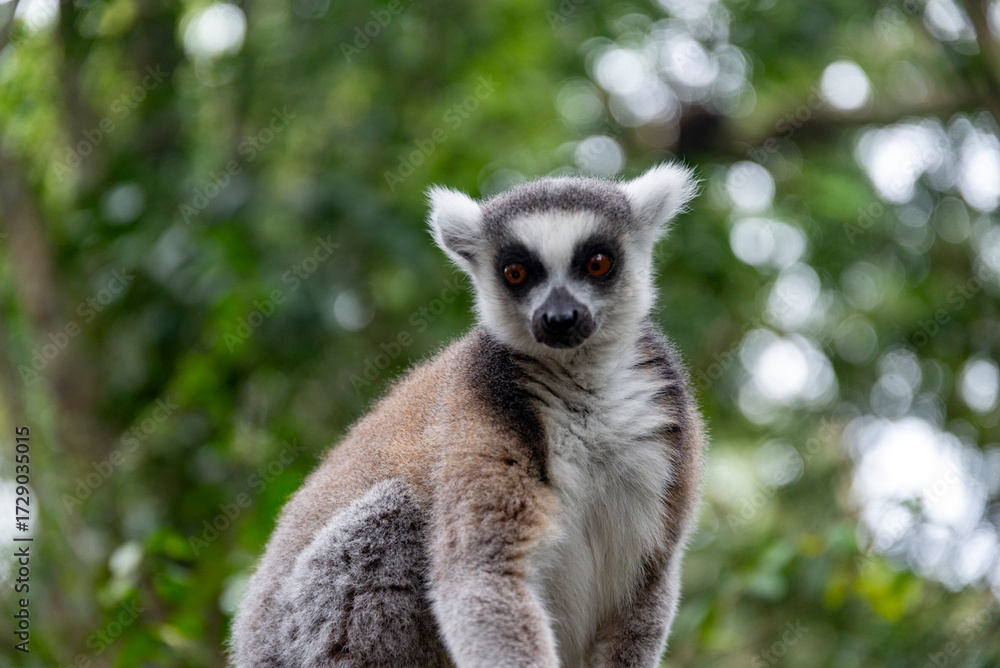 Fototapeta premium Lemur on tree in African National Park