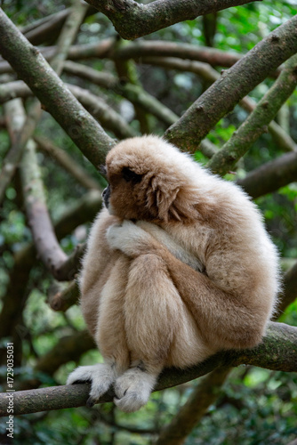 Wallpaper Mural Gibbon in tree in South African national park Torontodigital.ca
