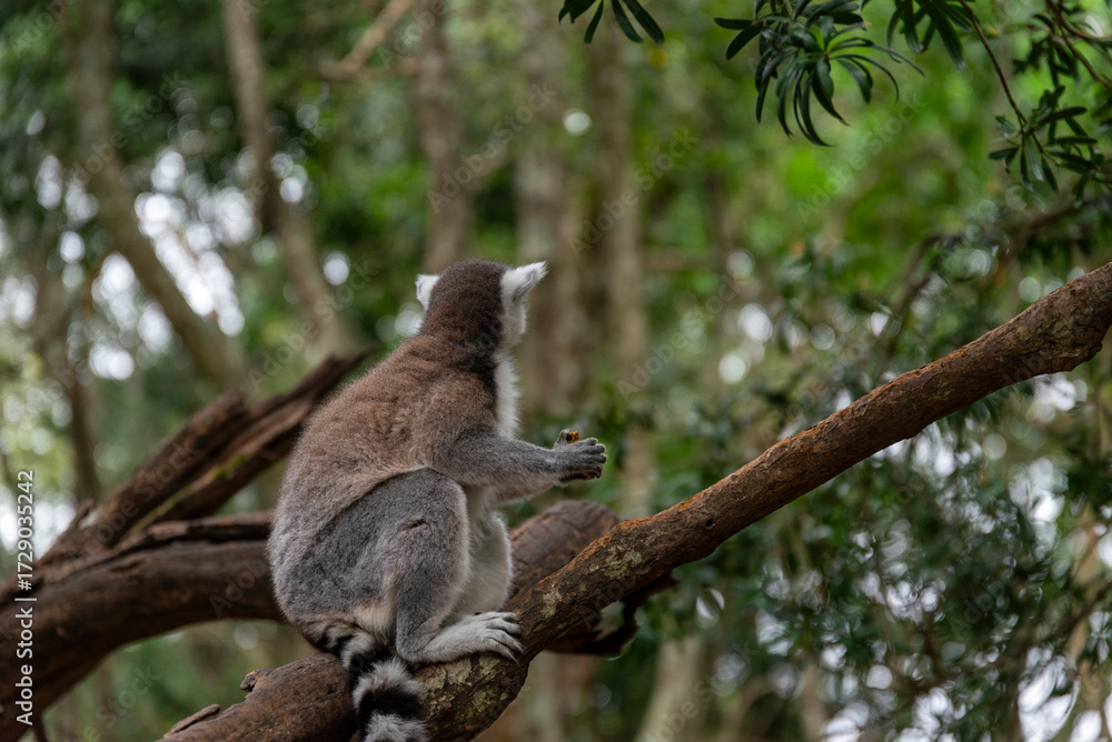 Fototapeta premium Lemur on tree in African National Park