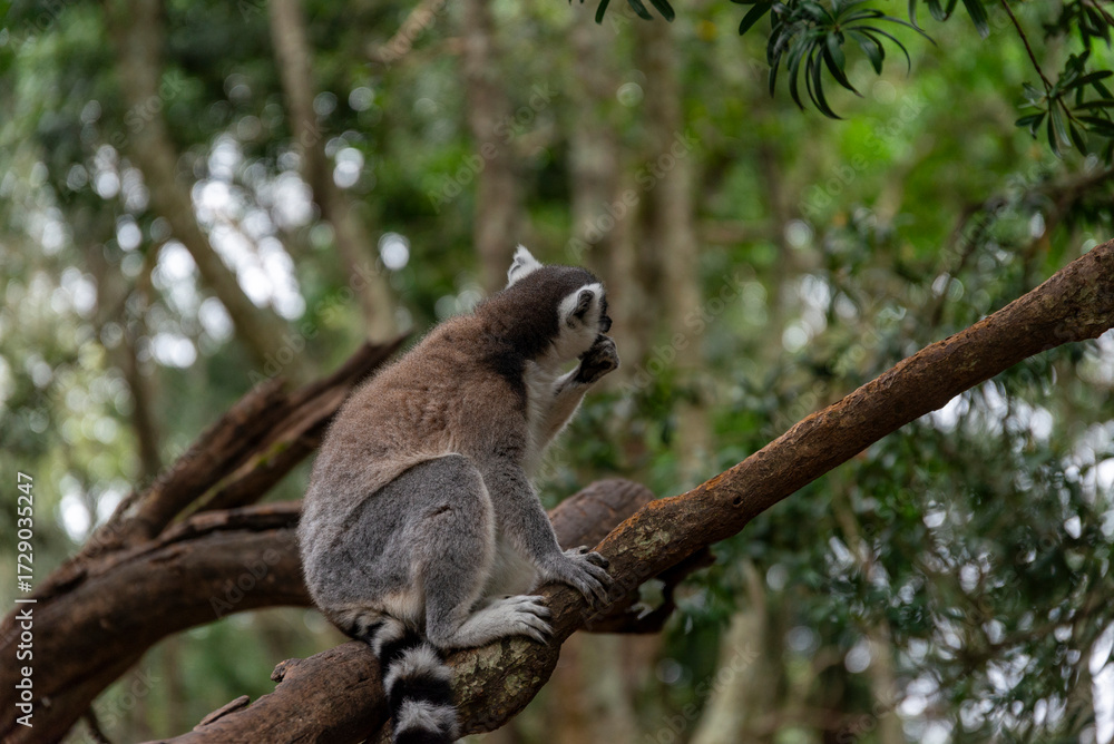 Fototapeta premium Lemur on tree in African National Park