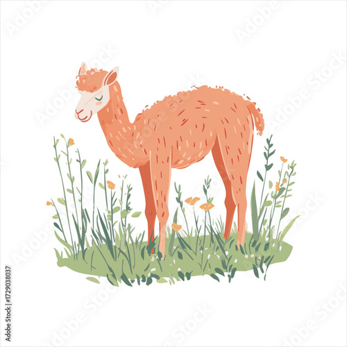 Cute light peach-colored alpaca in a grassy field