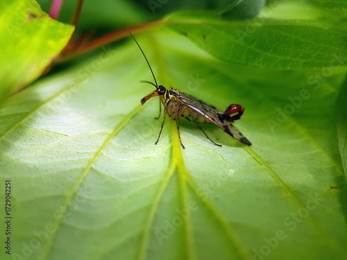scorpionfly on leaf summer garden