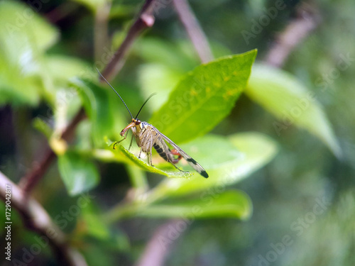 scorpionfly on leaf summer garden