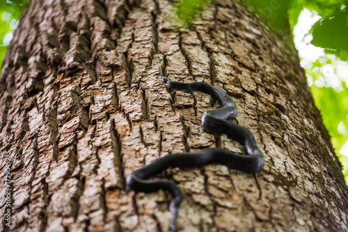 A black snake slithering up the trunk of a large Tulip Poplar tree in Joyce Kilmer Memorial Forest, North Carolina