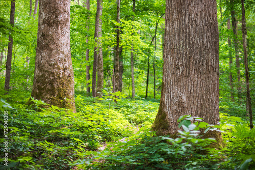 Old growth tulip poplar trees in Joyce Kilmer Memorial Forest, North Carolina