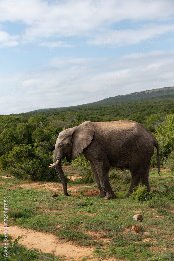 Fototapeta premium Elephant in African National Park