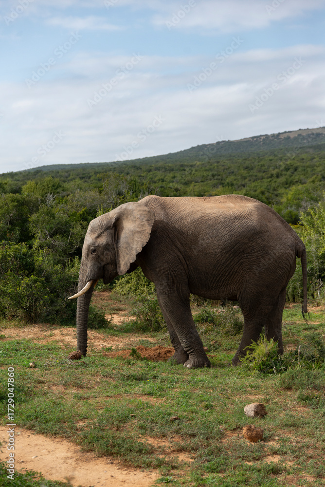Obraz premium Elephant in African National Park