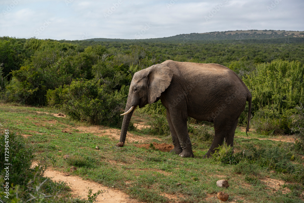 Fototapeta premium Elephant in African National Park