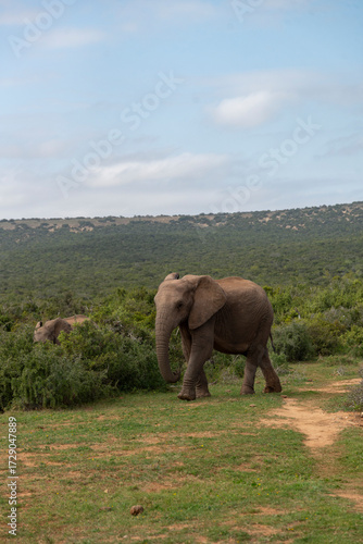 Elephants in African National Park