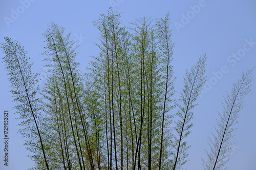 Tableau sur toile BAMBOOS