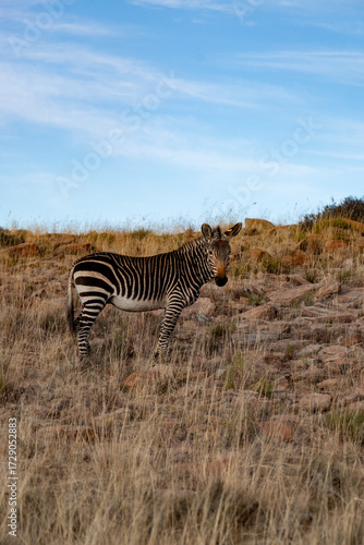 Zebra in African National Park