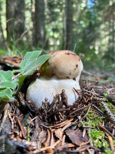 boletus edulis mushroom. White Mushroom Growing in Forest Close-Up