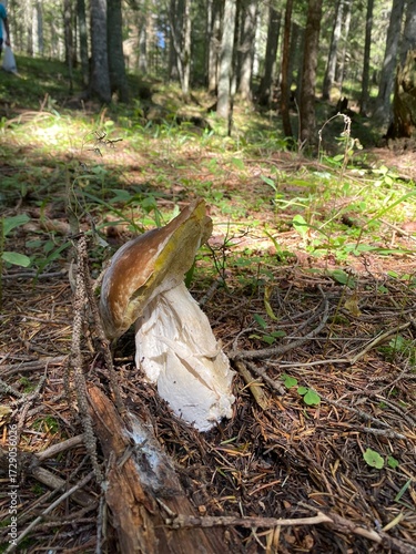 White Mushroom Growing in Forest Close-Up