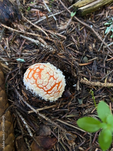 Fly Agaric Mushroom in Forest Close-Up
