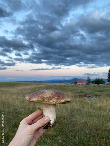 White Mushroom Held in Hand Against Field and Sunset Sky