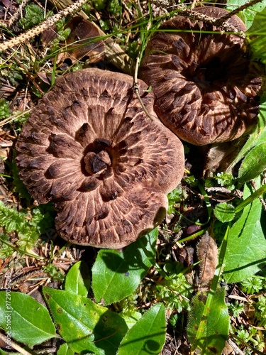 Spotted Hedgehog Mushroom in Green Grass