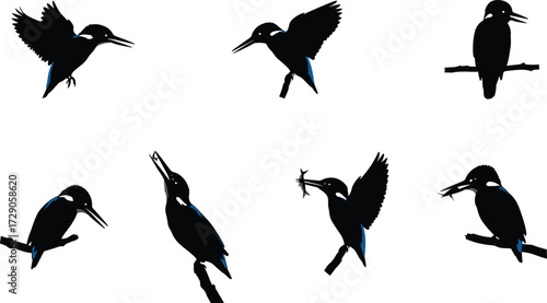 Kingfisher bird silhouette vector illustration collection showing perched, flying, hunting, catching fish, and exotic tropical wildlife behaviors.
