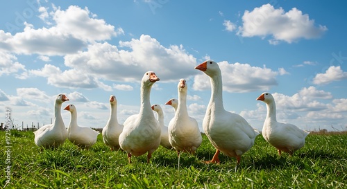 White Geese Flock in Green Pasture Under Blue Sky.