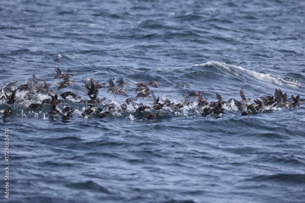 Obraz premium The crested auklet (Aethia cristatella) is a small seabird of the family Alcidae, distributed throughout the northern Pacific and the Bering Sea. This photo was taken in Hokkaido, Japan.