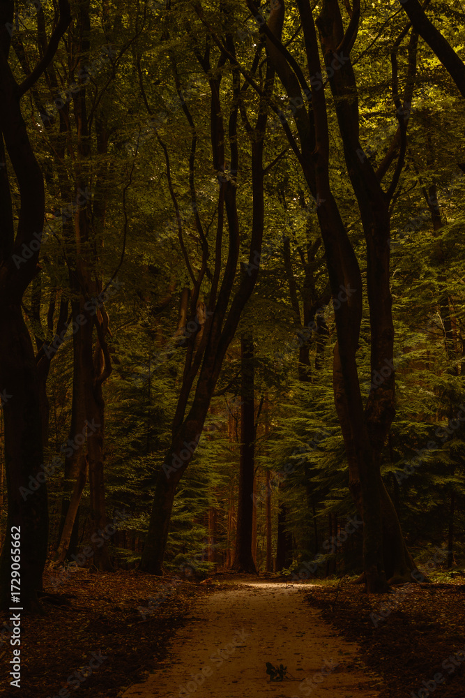 Obraz premium Beauty of Speulderbos during autumn. Sunlight filters through tall trees, casting golden hues on the forest pathway, inviting nature lovers to wander and explore in the Netherlands