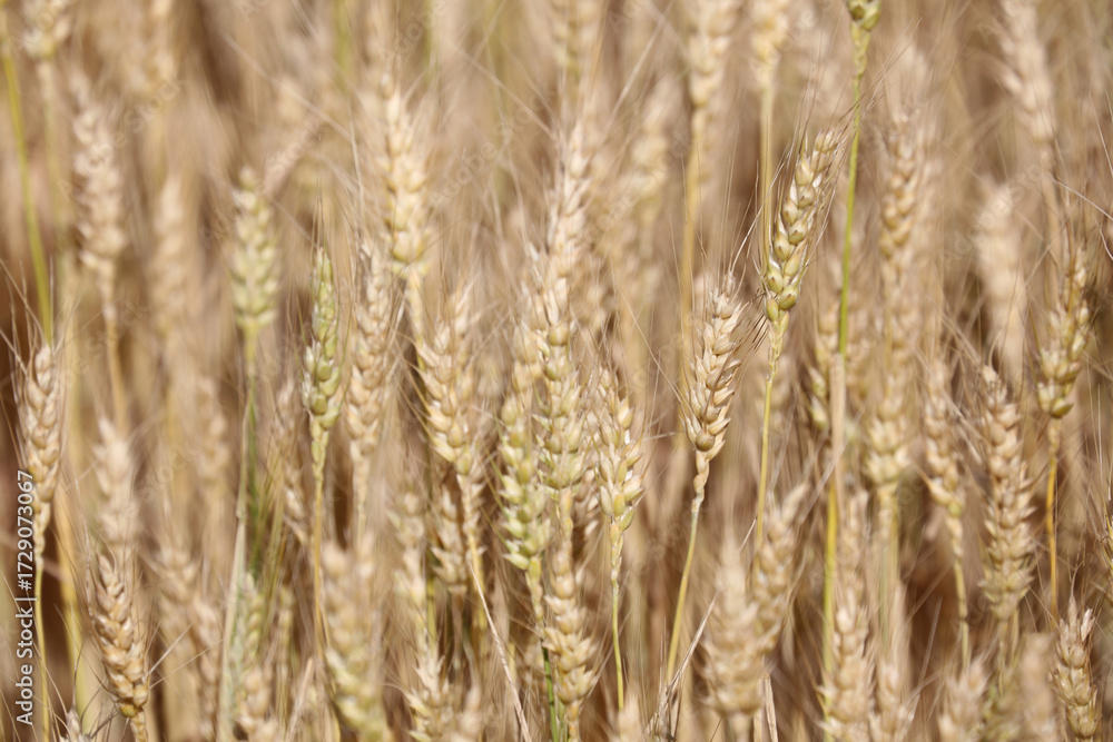 Obraz premium golden wheat field