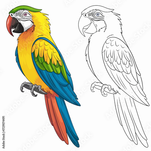 Vibrant macaw parrot illustration and outline vector art for design silhouette white background