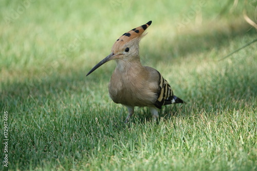 the Eurasian hoopoe (Upupa epops)