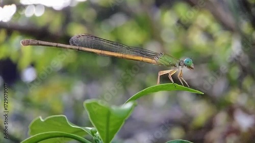Macro Video of a Damselfly Resting on a Leaf with Soft Beautiful Bokeh Background