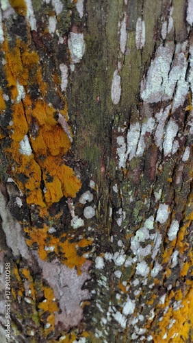The natural texture of the tree trunk with moss and mushrooms in orange-brown color, displays organic details and unique natural patterns.