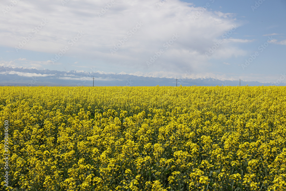 Fototapeta premium field of rape