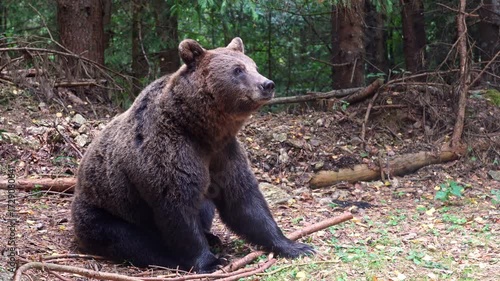 Brown bear sitting down in forest wilderness