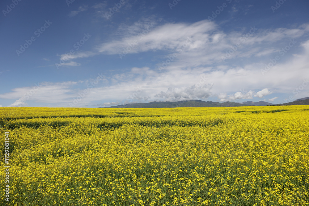 Obraz premium yellow rape field